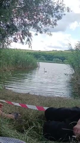 The video shows a natural scene with a lake and surrounding vegetation. In the lake, a white swan is swimming. In the foreground, there are people lying on the grass, with a red and white striped tape barrier. The environment is green and lush, with trees and hills visible in the background. The sky is cloudy.