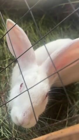 A white rabbit with red eyes and pink ears is seen in a cage. The rabbit is lying down on a bed of hay. The rabbit's head is turned to the side. The cage has a metal wire mesh. The video is taken from a close-up perspective, with the cage wire in the foreground.