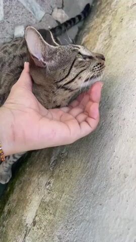 The video shows a close-up of a person's hand petting a tabby cat. The cat's eyes are closed and it appears to be enjoying the attention. The hand is gently stroking the cat's head and neck. The environment appears to be outdoors, with a concrete surface visible in the background. The lighting suggests it is daytime.