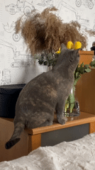 Spring flowers and tortoiseshell cat moments documented in Sweden