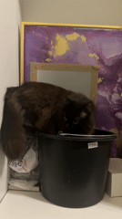 Cat sits in bucket on shelf in Saint Petersburg