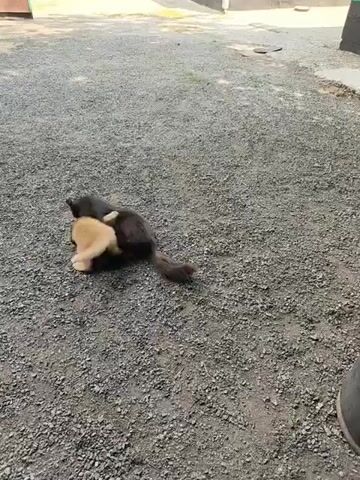 The video shows two cats on a gravel surface. One cat is light brown, and the other is dark brown or black. The cats are interacting, appearing to play or wrestle. The light brown cat is on its back, and the dark cat is on top of it, pawing at it. The dark cat then moves off and lies down on the ground. The background shows a building and some trees, suggesting an outdoor setting. The lighting indicates it is daytime.