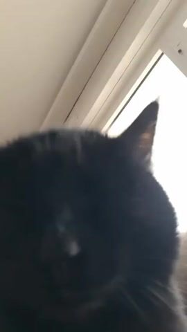 A close-up, low-angle shot focuses on the head of a black cat. The cat's fur is visible, along with the tip of one ear. In the background, a white-framed window lets in bright light. The video appears to be taken indoors.