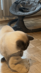 Siamese cat plays with object on wooden floor