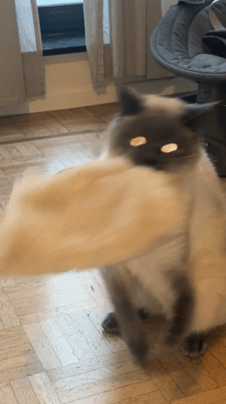 Siamese cat plays with object on wooden floor