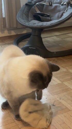 Siamese cat plays with object on wooden floor