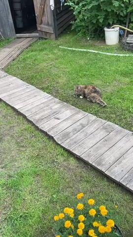 A tortoiseshell cat is lying on the grass next to a wooden path. The cat is grooming itself. The background shows a wooden shed and some greenery. There are yellow flowers in the foreground.