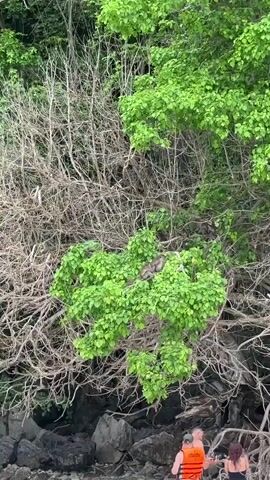 The video opens with a view of a lush green tree with tangled branches and a dense canopy. In the center of the frame, nestled within the green leaves, are several monkeys. They appear to be resting or grooming each other. Below the tree, on a rocky shore, two people are visible. One person, wearing an orange life vest and patterned shorts, stands facing away from the camera, looking up at the monkeys. Another person, wearing a black bikini, stands beside them, also looking towards the tree. The background consists of more dense foliage and rocks. The lighting suggests it is daytime, likely outdoors in a natural environment.