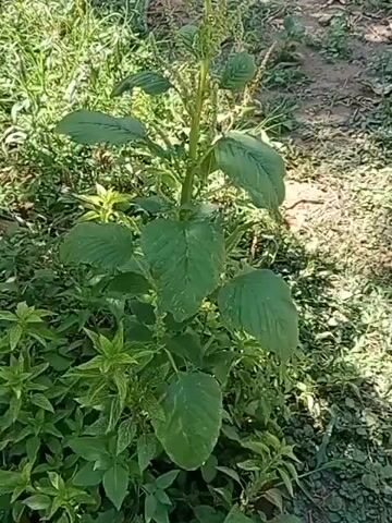 The video shows a close-up, slightly shaky shot of a tall leafy green plant growing outdoors. The plant has large, oval-shaped leaves and a prominent central stem that branches out towards the top, where it appears to have developing seed heads or flowers. The plant is surrounded by other smaller green plants and dry earth or mulch. The lighting suggests it is daytime, with sunlight casting shadows and highlighting the textures of the leaves. The camera is relatively still, with only minor wobbling, and the focus is on the main plant. No people or animals are visible in the frame.