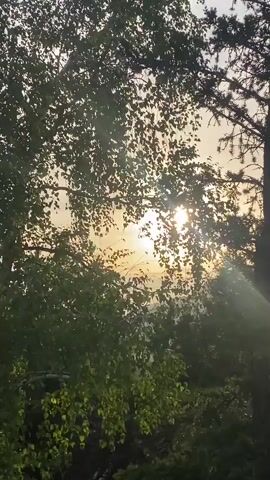 A video shows sunlight filtering through the leaves of trees. The sun is partially obscured by the foliage, creating a hazy, golden glow. The leaves appear lush and green, suggesting a summer or late spring setting. The overall impression is one of a serene, natural environment bathed in warm light.