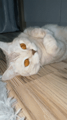Tabby cat plays on wooden floor in Sarapul home