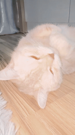 Tabby cat plays on wooden floor in Sarapul home