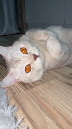 Tabby cat plays on wooden floor in Sarapul home