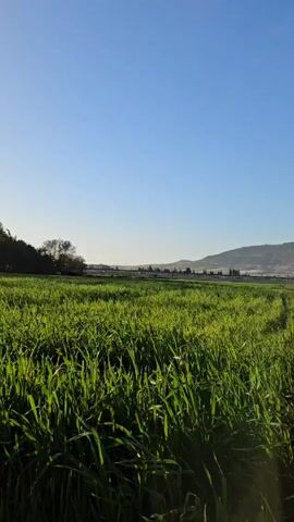 The video shows a rural scene with a field of green grass in the foreground. In the background, there are buildings, a line of trees, and a hillside. A train passes by in the mid-ground. The sky is clear and blue.