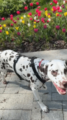 Dog walks through tulip garden during statue maintenance in Moscow
