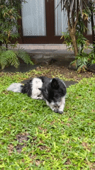 Dog plays with stick on grass in North Kuta