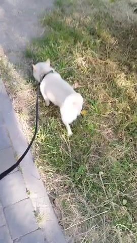 A white dog on a leash is walking on a path next to a grassy area. The dog is facing away from the camera and is sniffing the ground. The path appears to be made of dirt or gravel and has some wet patches. The grass is dry and tall in some areas. The video is taken from a first-person perspective, suggesting the person holding the leash is filming. The overall scene depicts a dog being walked outdoors.