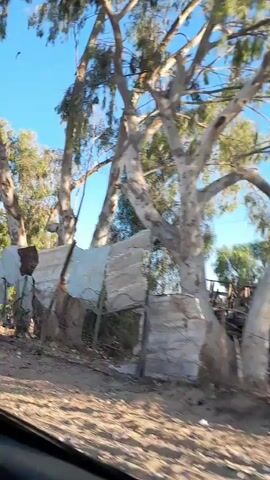 The video shows a dusty, rural area with several makeshift structures covered in various materials, possibly tarps or scrap metal. Large trees with sparse foliage are visible in the background under a clear blue sky. In one frame, a man wearing a dark t-shirt and a beard stands near a structure. Another frame shows two people, one wearing a red shirt, interacting near a stall with items displayed on the ground, possibly for sale. The structures appear rudimentary and possibly temporary. The overall impression is of a settlement or informal market in a dry environment.