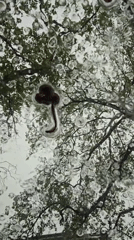 Tree reflection captured through wet surface in Plovdiv