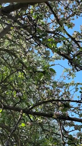 The camera looks up through the branches of a tree with white and pink blossoms against a clear blue sky. The tree branches are a dark brown and covered in patches of light-colored lichen. There are few green leaves visible among the blossoms.  The camera is stationary, and there is no sound.