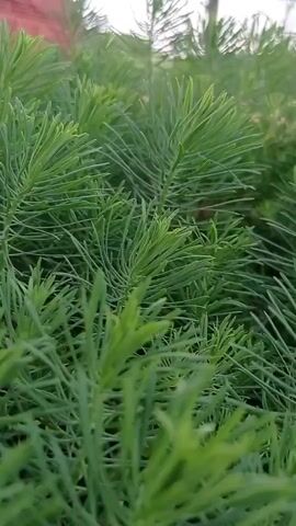 The video shows a close-up, slightly shaky, handheld view of a dense cluster of bright green, needle-like foliage. The leaves are very thin and appear to be growing in whorls around thin stems. The focus is on the texture and color of the plants, with individual leaves and stems clearly visible. In the background, slightly out of focus, a reddish-brown structure, possibly a building or wall, can be seen. The lighting suggests it is daytime, possibly overcast, as there are no harsh shadows. The camera movement is subtle, with a slight pan and tilt, giving the impression of someone gently brushing past the foliage or moving the camera slowly through it. The overall impression is a natural, outdoor setting, likely a garden or park, focusing on the lush greenery.