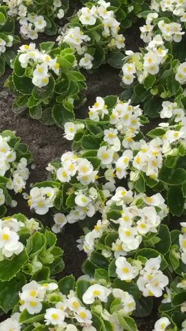 A high-angle, static shot looks down at a dense planting of white begonias with green foliage. The flowers are small and numerous, with bright yellow centers. They are planted in dark, rich soil, with some dirt visible between the plants. The lighting is bright and even, suggesting daylight. There are no people or animals visible in the video.