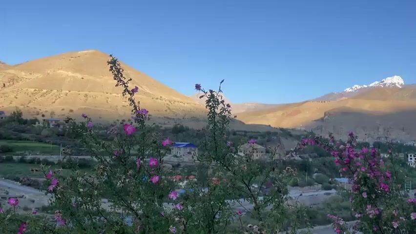 A wide shot captures a mountain landscape under a clear blue sky. In the foreground, a flowering bush with vibrant pink blossoms and green leaves partially obscures the view. Beyond the bush, a valley unfolds with scattered buildings and terraced fields. The mid-ground features rolling, arid hills bathed in warm sunlight, with shadows defining their contours. In the background, jagged mountain peaks rise, one capped with snow, suggesting a high-altitude environment. The lighting indicates it is likely sunrise or sunset, casting long shadows.