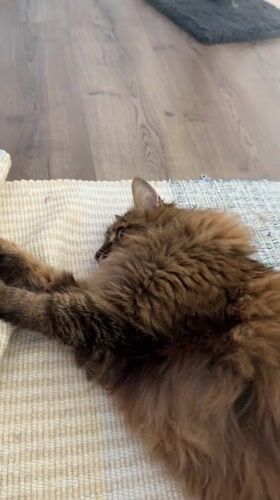 Lazy Kyiv morning with a tabby cat and cheese pancakes
