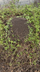 Active ant colony observed in Panagyurishte, Bulgaria
