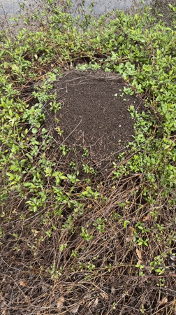 Active ant colony observed in Panagyurishte, Bulgaria