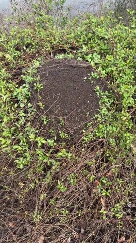 Active ant colony observed in Panagyurishte, Bulgaria