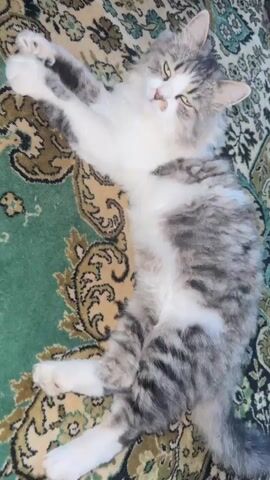 A fluffy cat with grey and white fur lies on its back on a green and brown patterned rug. The cat is stretching its front paws upwards. Its eyes are partially closed, and its mouth is slightly open, revealing its teeth and tongue. The cat's head is tilted to the side, and its ears are perked. The rug has an intricate floral design with swirling patterns. The lighting suggests an indoor environment.