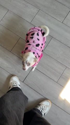 Here is a description of the video.
A person stands on light-gray wood-look tile, their left leg is visible, clad in dark-gray jeans.  They wear a white sneaker with a black stripe.  A small tan and white dog with blue eyes wearing a pink and black spotted fleece stands on its hind legs and places its front paws on the person's jeans. The dog turns its head and wags its tail, seemingly trying to get the person's attention.  The camera angle is top-down, looking at the dog and the person. The lighting is bright.  A white planter is partly visible in the background.