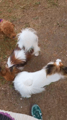 Dog owner walks multiple small breeds in Budva park