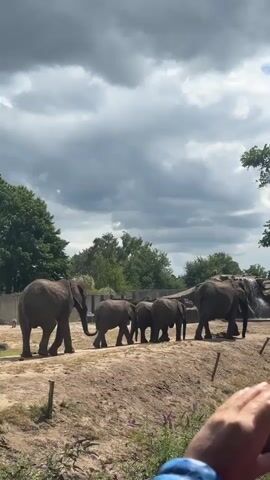 A herd of elephants walks in a line across a dirt enclosure. In the foreground, a hand holds a smartphone, suggesting the video is being recorded by a visitor. The background features trees and rocks, with a cloudy sky above.