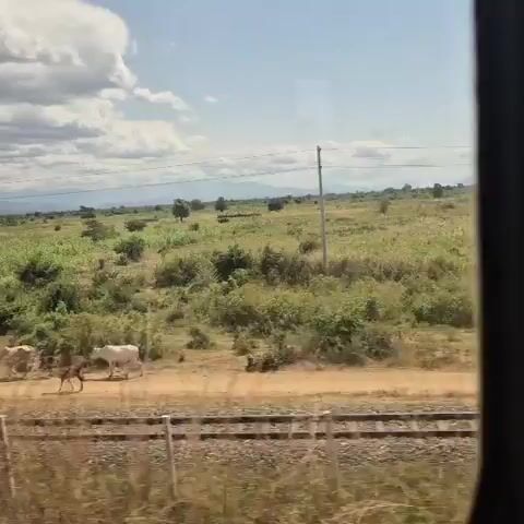 The video shows a herd of cattle walking along a dirt road next to a set of train tracks. The landscape is rural, with dry grass and scattered bushes. In the background, there are more bushes and trees, and a hazy horizon with mountains. The sky is blue with scattered white clouds. The camera appears to be moving, possibly from a vehicle, as the train tracks and the scenery are slightly blurred. The cattle are of various colors, mostly light brown and white, and they are moving from left to right across the frame.