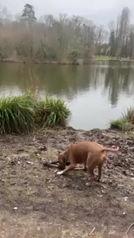 The video shows a dog standing on a muddy bank near a lake. The dog is brown and has a short coat. It is holding a stick in its mouth and wagging its tail. The lake is surrounded by trees and grass. The sky is overcast. The dog is barking.