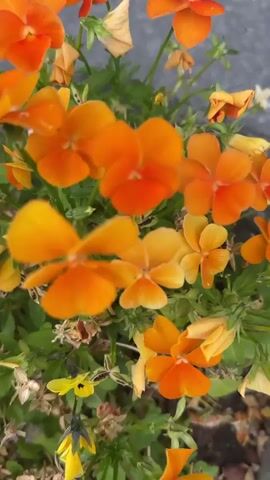The video displays a close-up, handheld shot of orange and yellow pansies in bloom. The camera is positioned above the flowers and moves slightly, creating a gentle sway effect. The flowers are clustered together with green foliage and some dry, dead leaves. The background is blurry, suggesting a shallow depth of field, and a textured, grayish surface is visible at the top. The lighting appears natural, casting soft shadows. No people or animals are present, and no actions or interactions are depicted. The overall scene is a naturalistic depiction of flowers in a garden or planter.