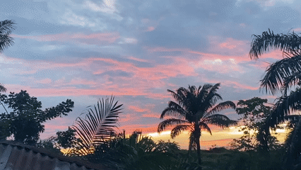 Vibrant sunset with palm trees observed in Achara, Nigeria