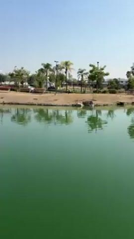 The video shows a green pond with trees and a building on the other side. The water is still and reflects the trees and sky. The sky is a clear blue. The trees are a mix of green and brown. The building is gray and appears to be under construction.