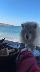 Samoyed dog joins breakfast at Montenegro seaside cafe