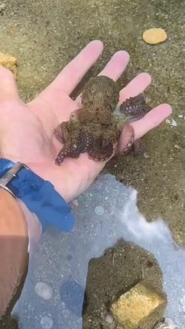 A person's hand is submerged in shallow water, holding a small octopus. The octopus has eight arms, and its skin is patterned with brown and purple markings. The water is clear, with a sandy bottom and some rocks. The person's hand is pink, and they are wearing a blue watch on their left wrist. The octopus is moving its tentacles, and its body appears to be slightly translucent. The scene is well-lit, and the water is calm.