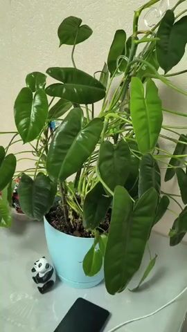 The media file displays a close-up, still shot of a vibrant green philodendron plant in a light blue pot. The plant is lush and full, with large, heart-shaped leaves that have a glossy sheen. Its stems are supported by green stakes and twist upwards, reaching towards an unseen light source.

To the left of the plant, on the same surface, sits a small, black and white ceramic panda figurine. It's a playful, decorative item. In front of the plant, a dark rectangular object, likely a smartphone, rests on the surface, partially obscured by a white cord. The surface itself appears to be a table or countertop with a subtle pattern. The background is a plain, textured wall, suggesting an indoor setting.

There is no discernible activity or event taking place; the scene is static and focused on the plant and its immediate surroundings. The lighting suggests it could be daytime, possibly indoors with artificial light. No text is visible in the media file. The overall impression is one of a well-cared-for houseplant in a domestic or office environment.
