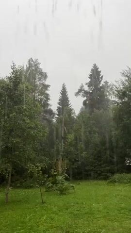 The video shows a view from a window overlooking a grassy area with trees in the background. It is raining heavily, with visible streaks of water falling from the sky. The trees are lush green, suggesting it is likely summertime. The sky is overcast and appears grey. There is a small patch of what looks like a wooden structure or shed visible through the trees on the right side of the frame. No people or animals are visible.