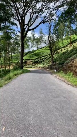 A first-person perspective video shows a rider on a scooter or motorcycle moving along a paved road. The road curves gently to the left, leading uphill. On the right side of the road, a steep hillside is covered with lush green tea plantations, meticulously terraced. Several tall trees with sparse foliage are scattered along the roadside and the slopes. On the left side of the road, there is more greenery, including grass and some thinner trees. The sky is partly cloudy with patches of blue visible. The dashboard of the vehicle is partially visible in the foreground, displaying the number 74, likely representing the speed in kilometers per hour. The overall scene is one of scenic travel through a hilly, cultivated landscape.