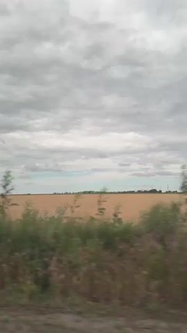 The video captures a view from a moving vehicle traveling along a rural road. The landscape is dominated by a vast field of golden crops, likely wheat or barley, stretching to the horizon under a cloudy sky. In the foreground, a low-lying area of dry grass and wildflowers is visible, blurring due to motion. Several trees are scattered throughout the scene, some appearing tall and slender, others more bushy. One notable feature is a tall, dried-out tree trunk with broken branches, standing out against the sky. A circular road sign with the number 40 in a yellow circle is also visible, alongside a rectangular sign below it. The overall impression is of a pastoral, somewhat somber, countryside vista.