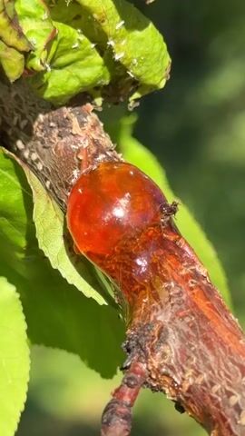The video shows a brown tree branch with a large glob of amber-colored resin attached to it.  The branch has green leaves sprouting from it. There is a black insect crawling on the resin. A dog is barking in the background.