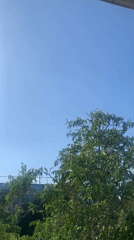 Dozens of tree and sky angles from a summer morning in Kaniv