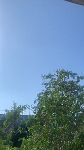 Dozens of tree and sky angles from a summer morning in Kaniv