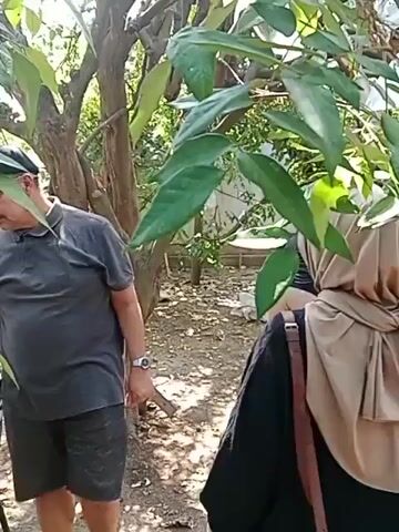 The video shows a group of people in an outdoor environment, possibly an orchard. One person, wearing a black shirt and shorts, is climbing a wooden ladder placed against a tree. This person appears to be reaching for something among the branches, which are covered in white bags, suggesting the fruit is being protected or cultivated. Another person, partially visible, is standing near the base of the ladder, also looking up at the tree. A third person, wearing a headscarf and a black garment, stands further back, observing. The ground is covered with dirt and fallen leaves, and there are other trees and foliage in the background. The lighting suggests it is daytime.
